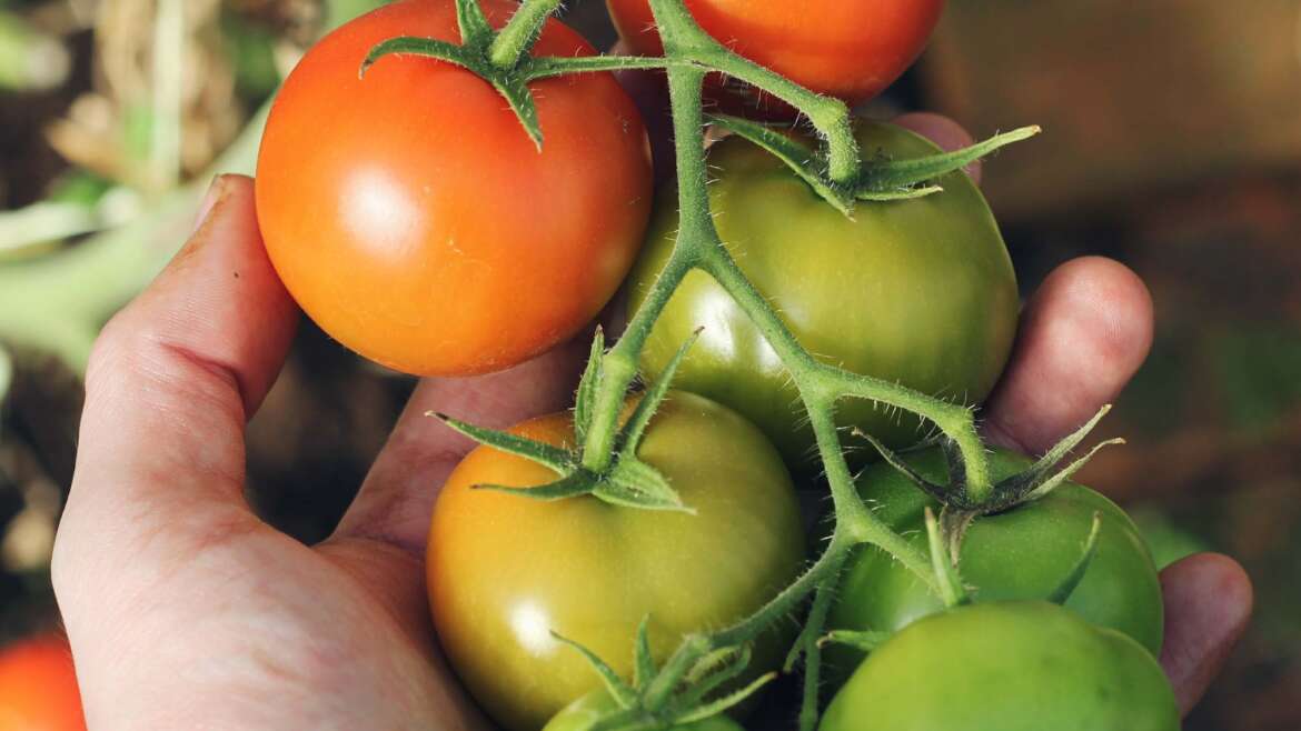 How to Grow the PERFECT Tomatoes